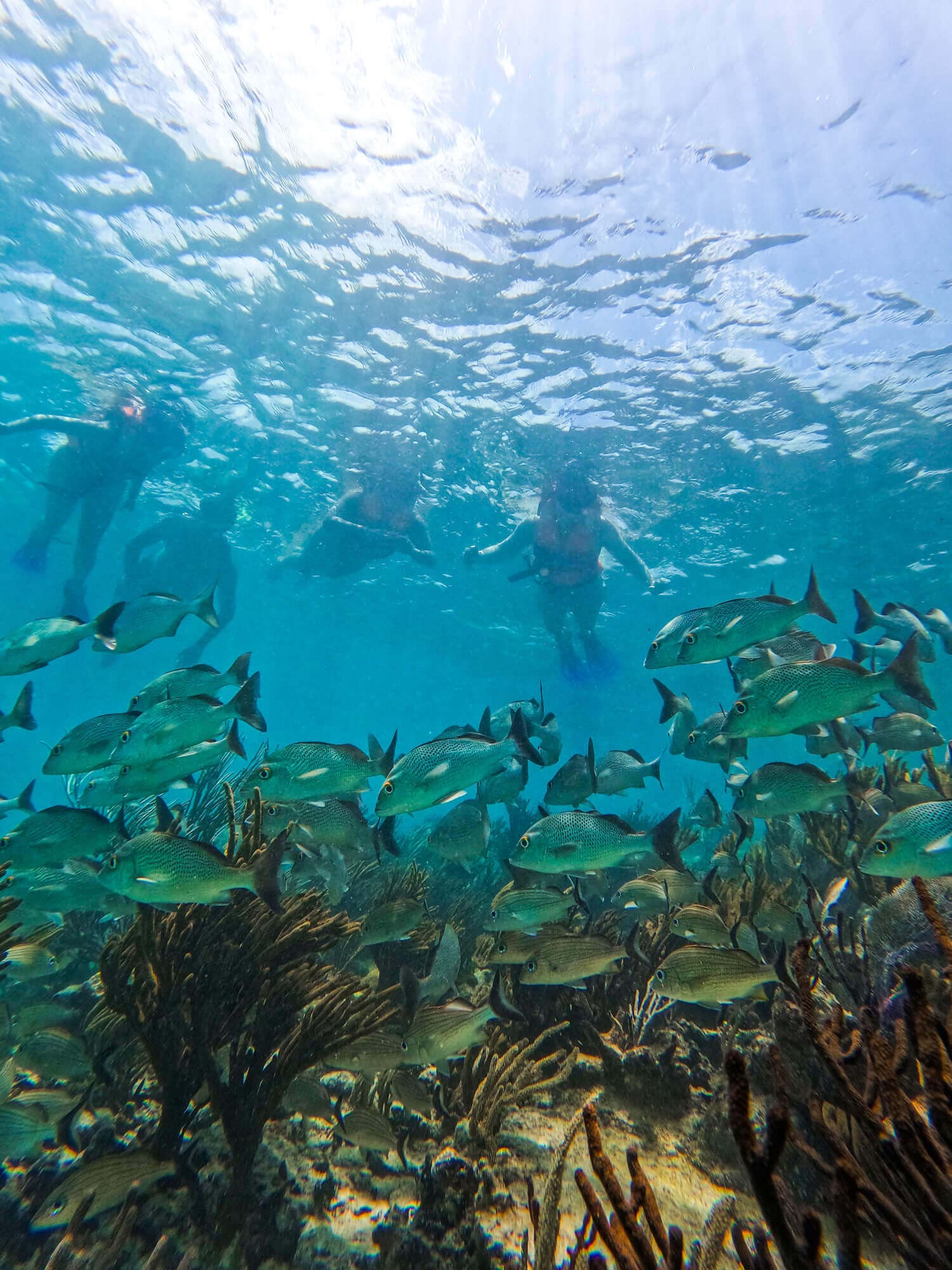 1.5 hours Snorkeling at Tulum's paradise reef